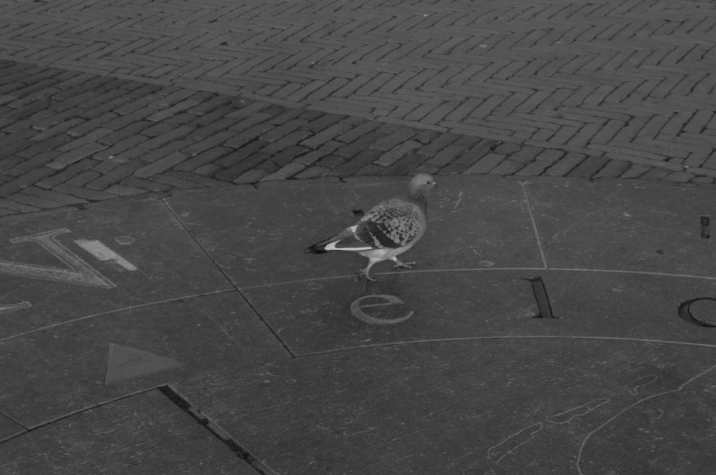 Pigeon on the Markt in Delft