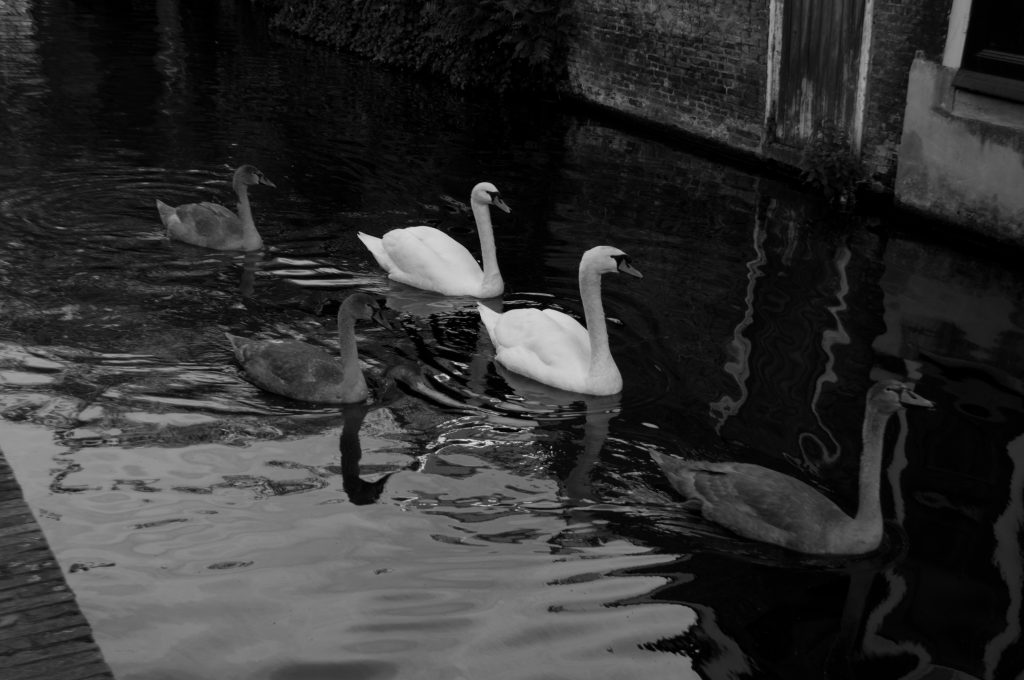 Swans in the channels of Delft