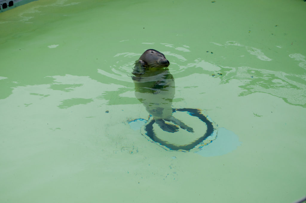 Seal