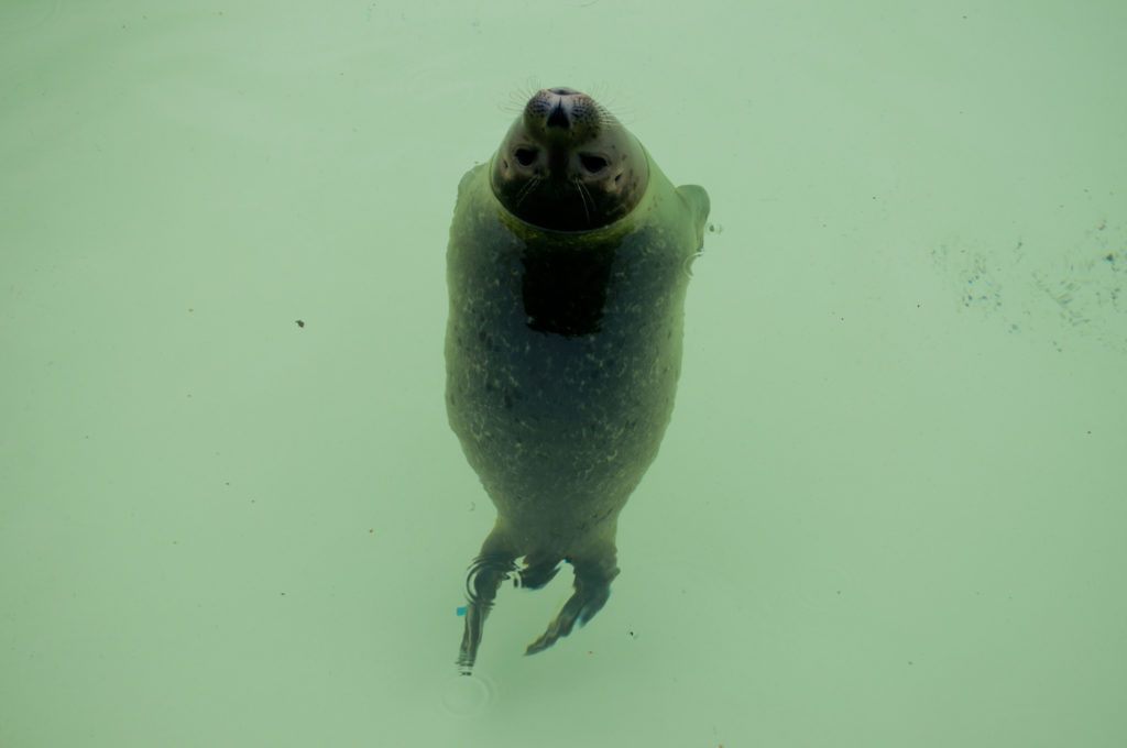 Seal